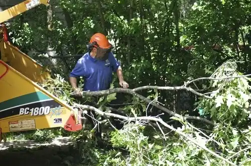 tree services Glens Falls North